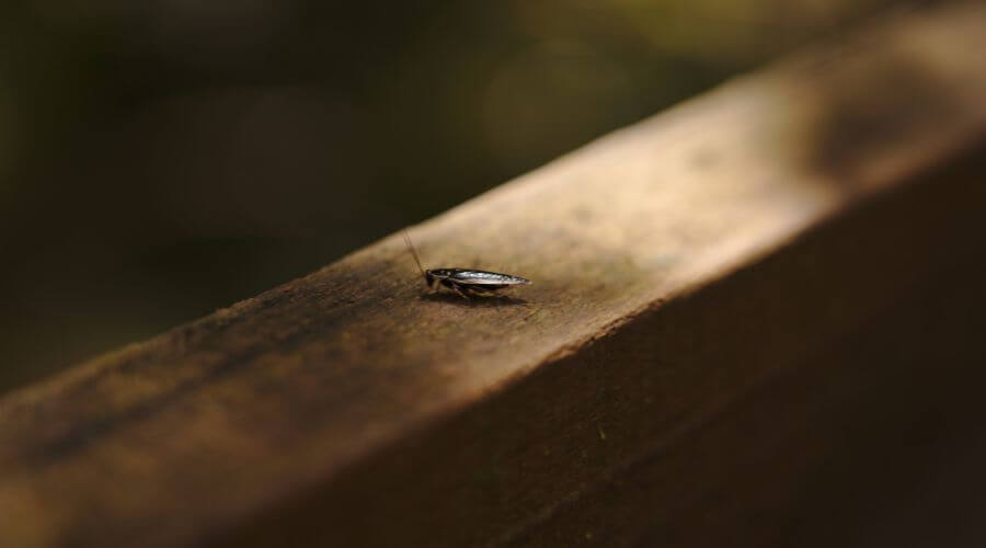 Why choose Lake Saint Louis Apartment Pest Control for apartment pest control in Lake Saint Louis